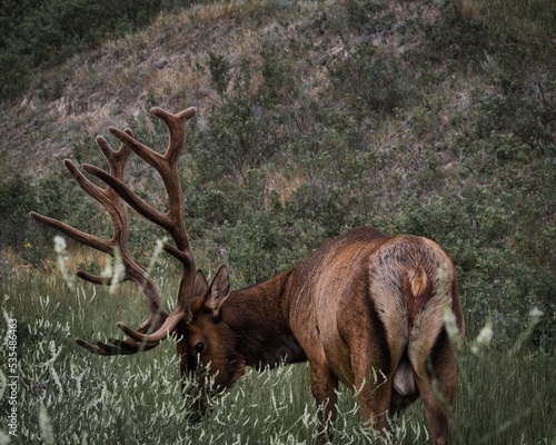 Φωτογραφία Brown male barbary stag grazing in the field