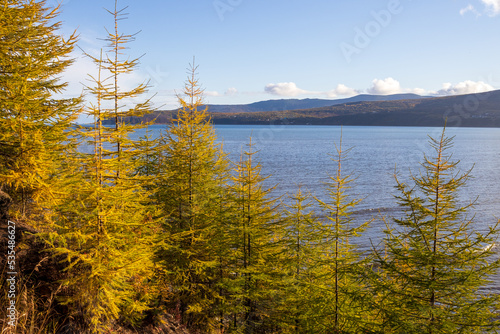 Beautiful autumn landscape. View of the larch forest and the sea. Larch trees with yellow needles. Traveling and hiking in the forest area. Outdoor recreation. Ecological tourism in northern nature.