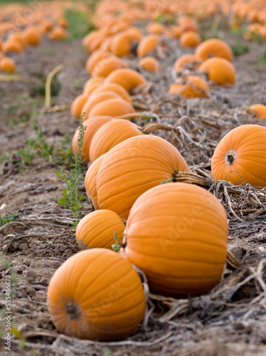 Wallpaper Mural pumpkin on a field Torontodigital.ca