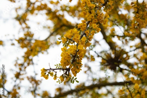 Beautiful yellow Chanar flowers in the mountains of Cordoba Argentina photo