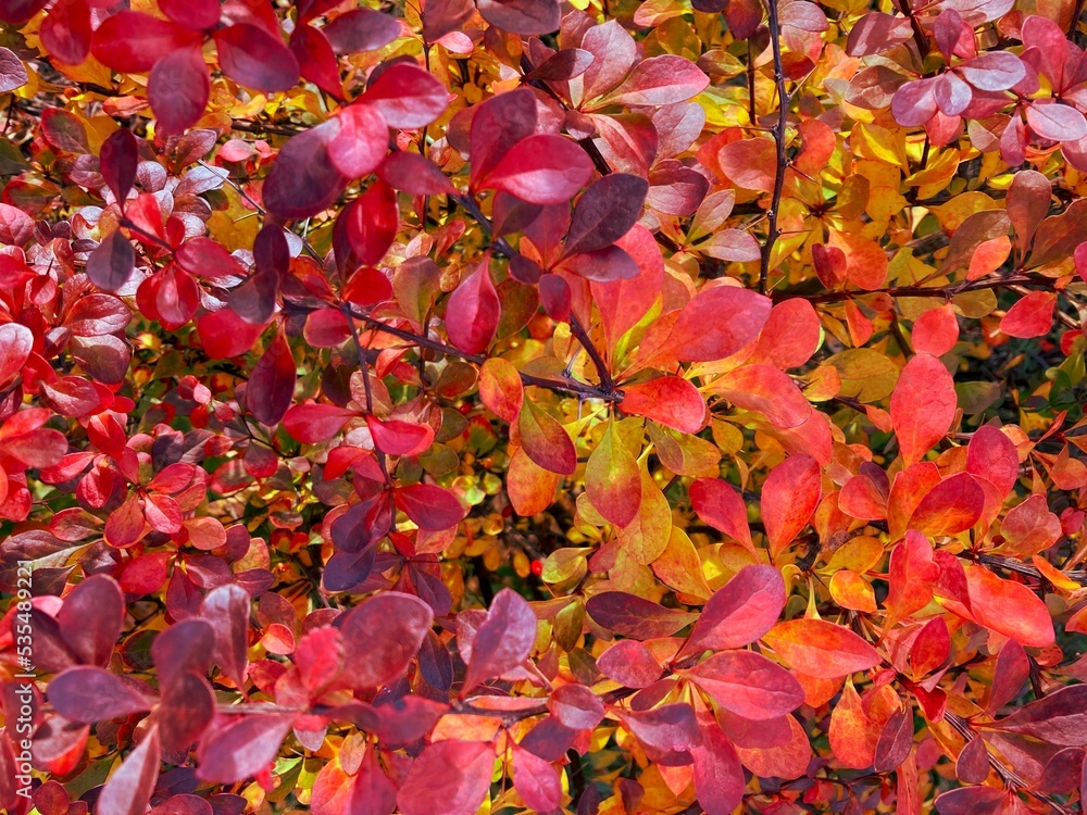 close-up of redberry branch with red leaves. close-up of redberry branch with red leaves.