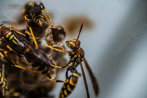 Macro shot of yellowjackets on a blurry background photo