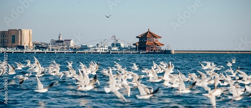 Картината върху платно Panoramic shot of a flock of white seagulls taking off from the water in Qingdao