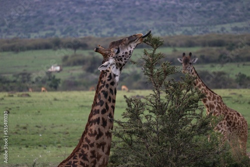 Photography Beautiful picture of two giraffes in the Massai Mara safari Africa
