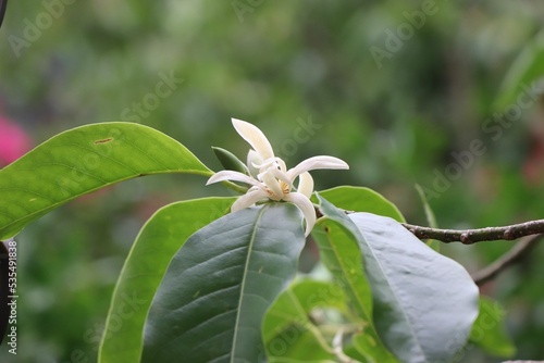 Shallow focus shot of a Champak plant with green leaves and blur background photo