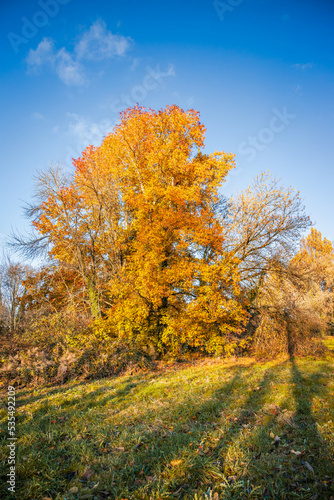 Fototapeta Naklejka Na Ścianę i Meble -  Maple tree beginning to color in Autumn  on a sunny day