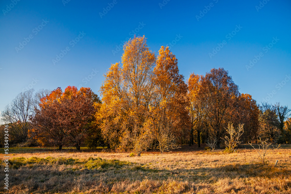 Fototapeta premium Meadow and Autumn trees on a sunny day with blue sky