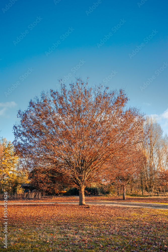 Autumn tree with orange color and blue sky