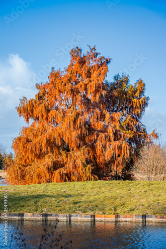 Bald cypress tree in Autumn on a sunny day of october