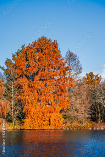 Bald cypress trees at the edge of a lake in the Fall on a sunny day