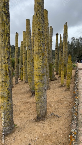 Vertical shot of big cacti in Pinya de Rosa Tropical Botanical Garden in Spain photo