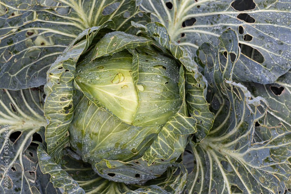 Obraz premium green head of fresh cabbage shot close-up