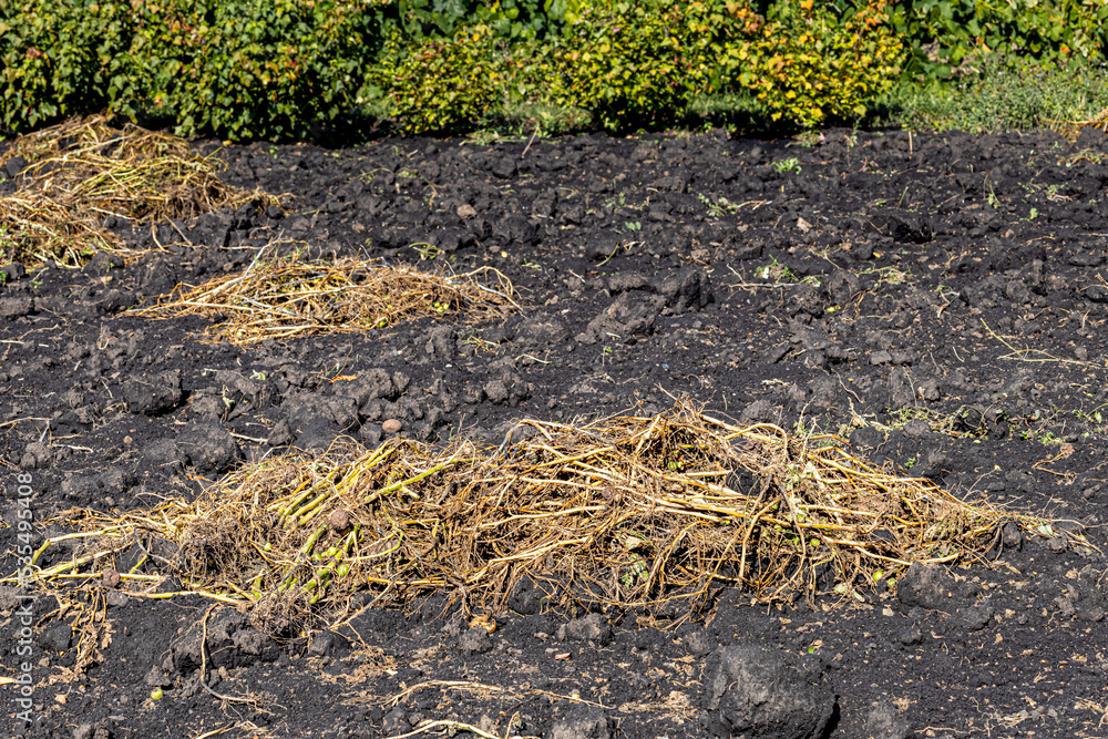 Obraz premium potato tops lie on a bed in the garden