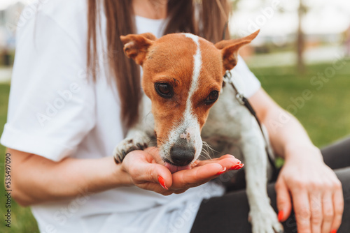 Fotografie A woman holds and hugs her Jack Russell Terrier dog in the park