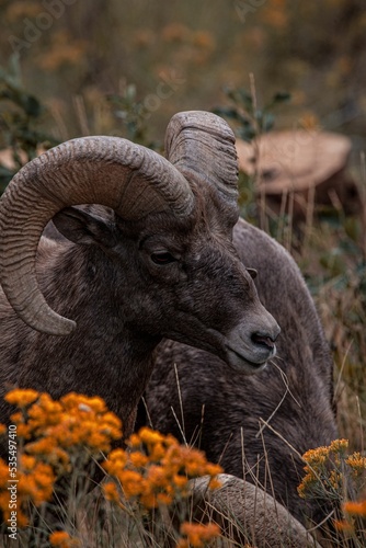 Desert bighorn sheep (Ovis canadensis nelsoni) in a flower field photo