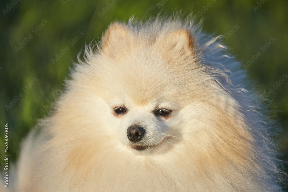 charming young dog. Spitz of white color in sunny weather on green grass charming young dog. Spitz of white color in sunny weather on green grass