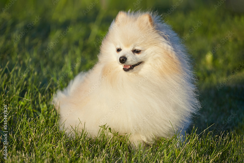 charming young dog. Spitz of white color in sunny weather on green grass charming young dog. Spitz of white color in sunny weather on green grass