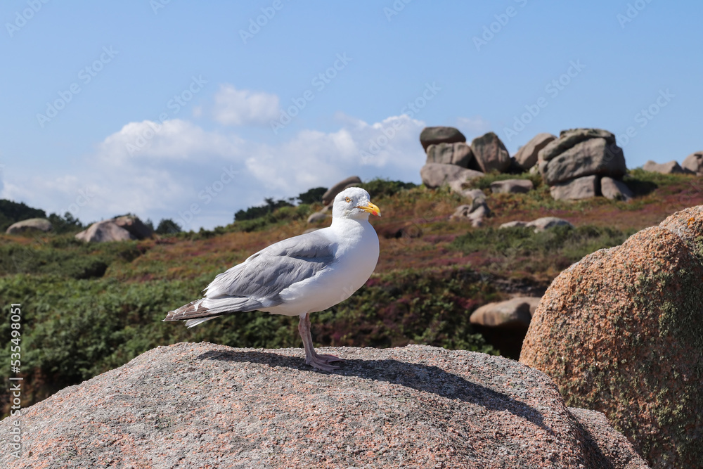 Boulders on the Pink Granite Coast in Brittany with gull Boulders on the Pink Granite Coast in Brittany with gull