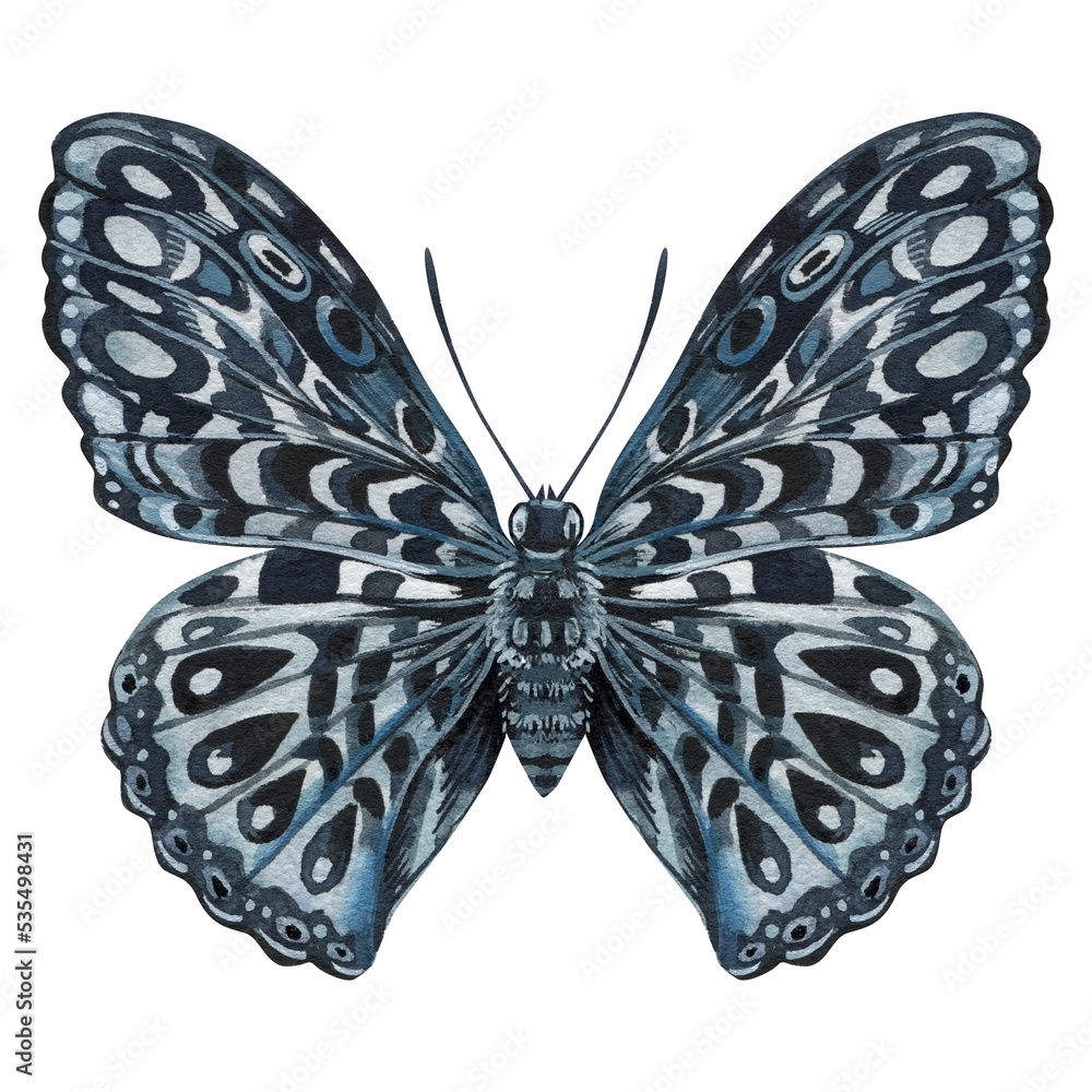 Tropical butterfly isolated on a white background. Watercolor Illustration, vintage style. 