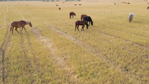 Horses graze in the meadow. Domestic farm equine mammals grazing in green fields. Horse eating grass outdoors. A large herd of horses. Sight standing, chewing horses. Nature. Freedom. Livestock.