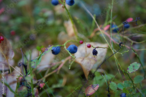 Ripe blueberry on the bush without leaves, autumn ood. Selective fcus photo