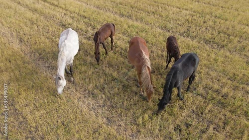 Horses graze in the meadow. Domestic farm equine mammals grazing in green fields. Horse eating grass outdoors. A large herd of horses. Sight standing, chewing horses. Nature. Freedom. Livestock.