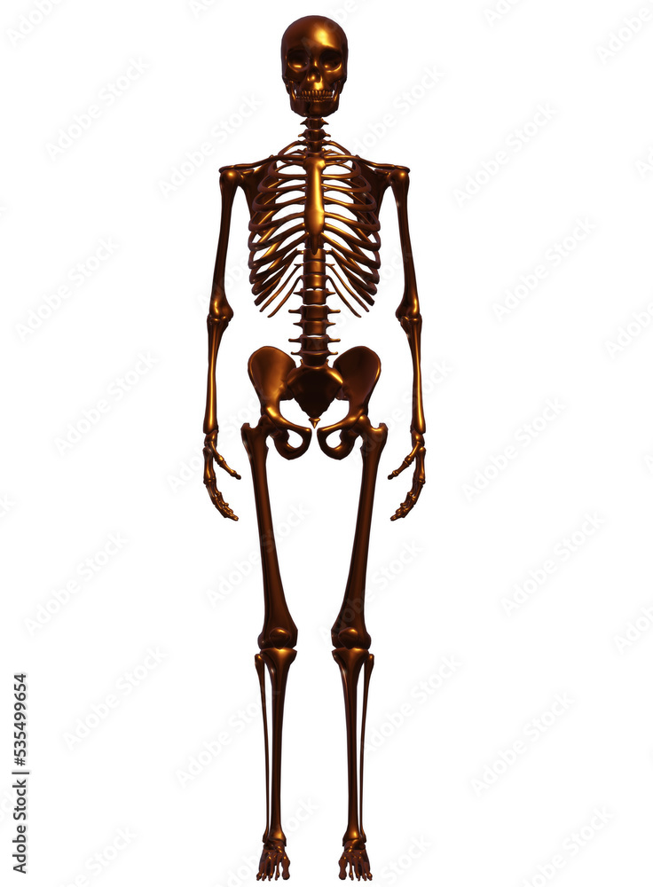 human skull, skeleton, bone, halloween