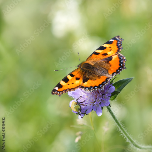 A Small Tortoiseshell butterfly and a beetle sitting on a wildflower together