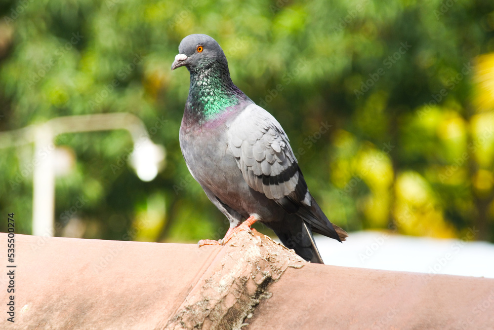 racing pigeon bird standing on home roof, sri lanka racing pigeon bird standing on home roof, sri lanka