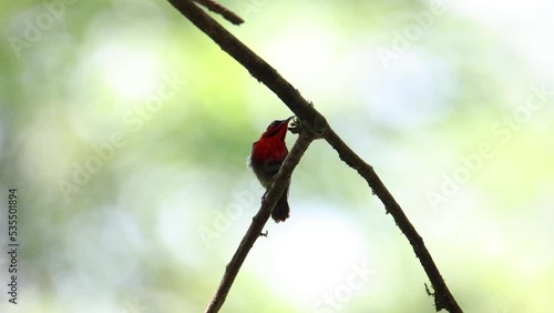 Beautiful Red Crimson Sunbird on tree branch photo