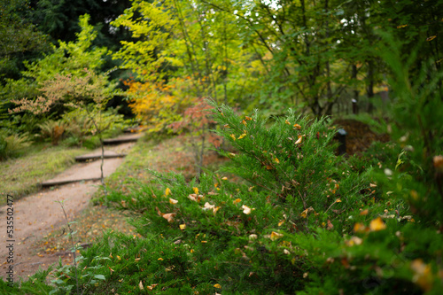 Open-air forest in the greenery of the ecosystem
