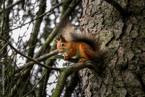Squirrel sitting on a tree branch in the park © DRyabko