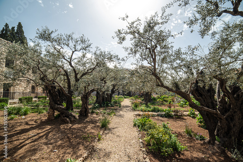 Gethsemane garden at the bottom of the Mount of Olives in Jerusalem landmark view during a beautiful summer day with blue sky. Travel to saint city of Israel.
