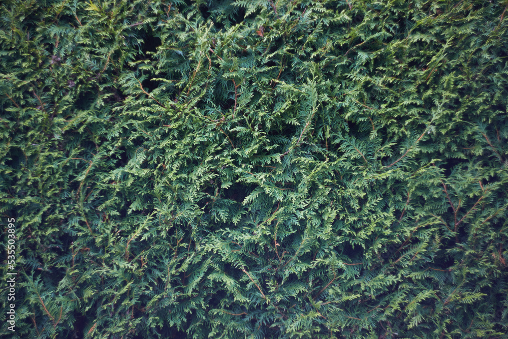 Thuja tree background texture evergreen, selecive focus Thuja tree background texture evergreen, selecive focus