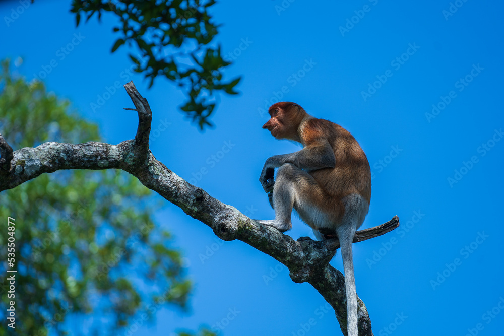 Fototapeta premium Family of wild Proboscis monkey or Nasalis larvatus, in the rainforest of island Borneo, Malaysia, close up