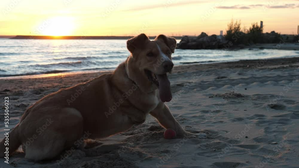 A charming dog with special needs, on a sea beach on a sunny summer day. A charming dog with special needs, on a sea beach on a sunny summer day.
