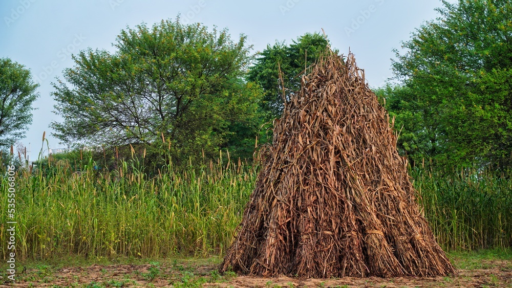 Straw from the pearl millet plant. After harvest farmers will use it as