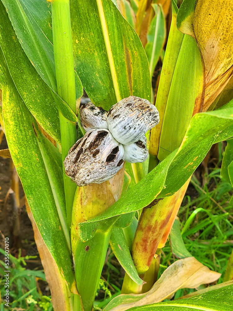 Mycosarcoma common smut of maize fungal who grows on the cob of corn due to long ...