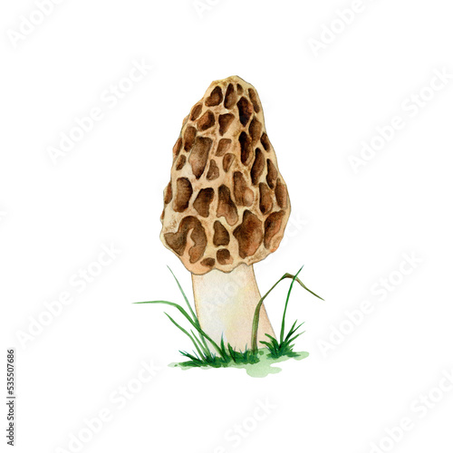 Morchella, the true morels. Watercolor illustration of a forest mushroom.