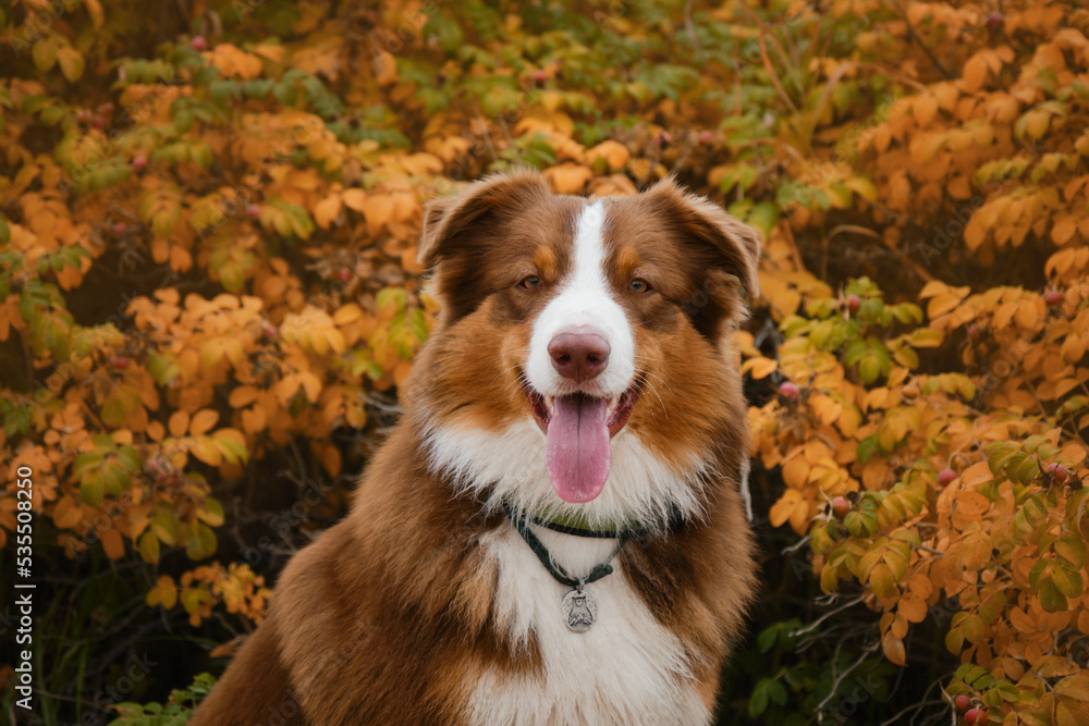 Aussie chocolate color in fall. Concept of pets in autumn outside no people. Portrait of Australian Shepherd red tricolor on background of bush with yellow and orange leaves close up.