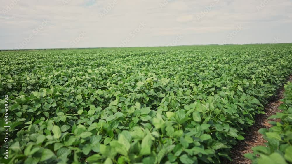 Agriculture. plantation a soybean field green bean plants close-up. business farming concept. soybean cultivation, vegetables, plant care. movement for a green soybean field lifestyle. bio farm