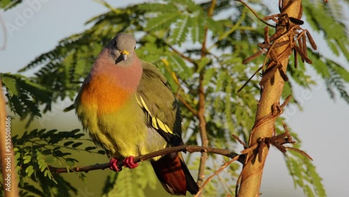 Pink-necked Pigeon bird on tree branch during early morning. photo