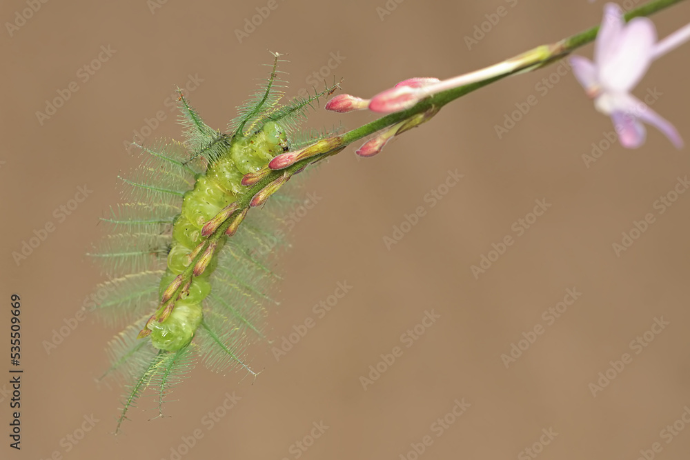 A caterpillar of the common baron is eating flowers from a wild plant. Insects whose hairs make the skin of humans who touch them itch have the scientific name Euthalia aconthea.