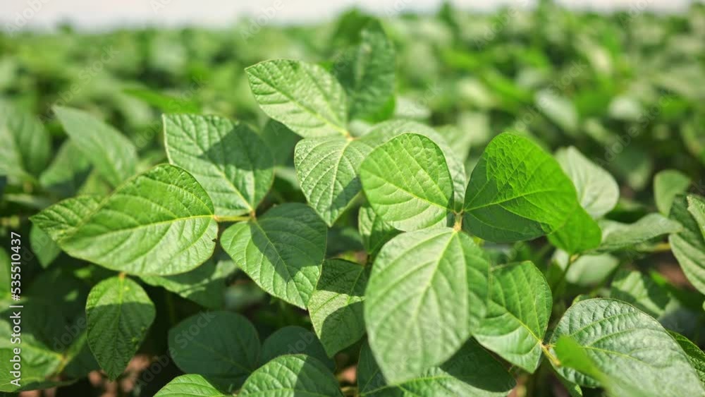 Agriculture. plantation a soybean field green bean plants close-up. business farming concept. soybean cultivation, vegetables, plant lifestyle care. movement for a green soybean field. bio farm Agriculture. plantation a soybean field green bean plants close-up. business farming concept. soybean cultivation, vegetables, plant lifestyle care. movement for a green soybean field. bio farm