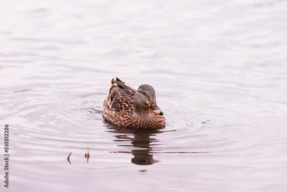 A brown duck swims on the lake, front view. A brown duck swims on the lake, front view.