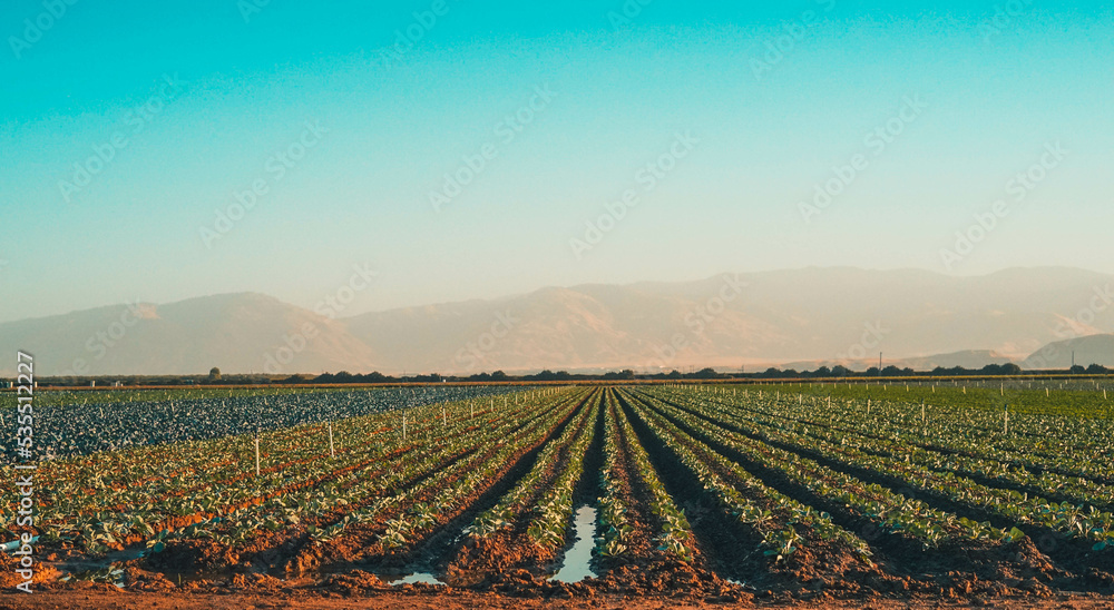 Colorful fields of lettuce at Bakersfield, California