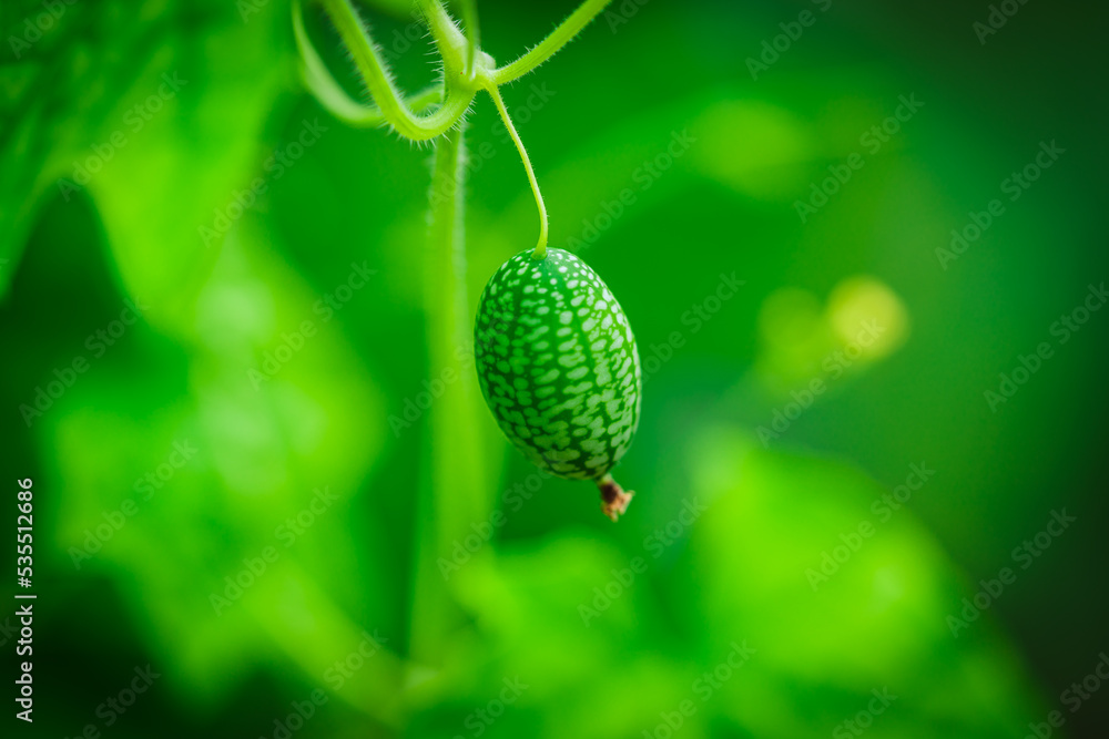 Melothria scabra. American cucumber Melothria scabra. American cucumber