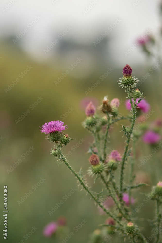 Photo of a flowering thistle in a meadow.