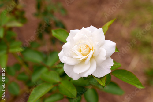 白い薔薇_02
