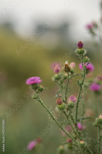 Photo of a flowering thistle in a meadow.
